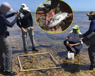 Brezilya'daki petrol sızıntısı deniz canlılarını tehdit ediyor