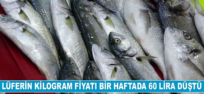 Lüferin kilogram fiyatı bir haftada 60 lira düştü