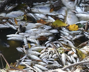 Kara Dere’de binlerce balık telef oldu