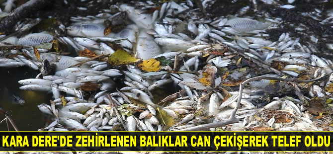 Kara Dere’de binlerce balık telef oldu