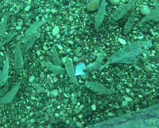 Balon balıkları midyeyi dakikalar içinde parçalayıp yok etti