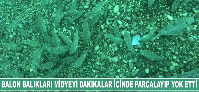 Balon balıkları midyeyi dakikalar içinde parçalayıp yok etti