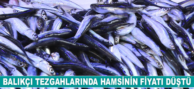Balıkçı tezgahlarında hamsinin fiyatı düştü