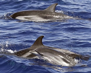 Akdeniz ve Karadeniz'de 11 bin yunus ile balina gözlemlendi