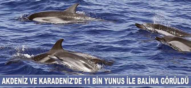 Akdeniz ve Karadeniz'de 11 bin yunus ile balina gözlemlendi
