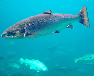 Deniz ürünü yiyenlerin yüzde 95’i somon tüketiyor