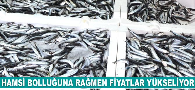 Hamsi bolluğuna rağmen fiyatlar yükseliyor
