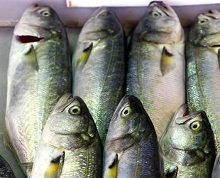 Lüfer, Marmara'da balıkçının yüzünü güldürmeye başladı