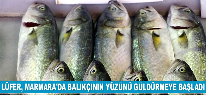 Lüfer, Marmara'da balıkçının yüzünü güldürmeye başladı