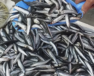 Balıkçı tezgâhlarında hamsinin fiyatı düşüşe geçti