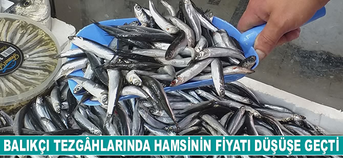 Balıkçı tezgâhlarında hamsinin fiyatı düşüşe geçti