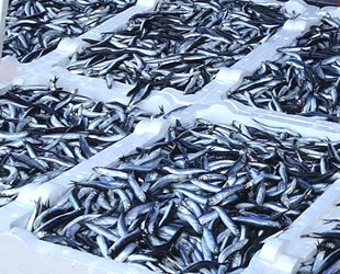 Hamsi fiyatıyla yüzleri güldürmeye devam ediyor