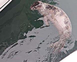 Çeşme Marina’nın yeni misafiri Akdeniz foku oldu