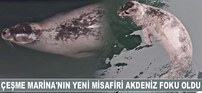 Çeşme Marina’nın yeni misafiri Akdeniz foku oldu
