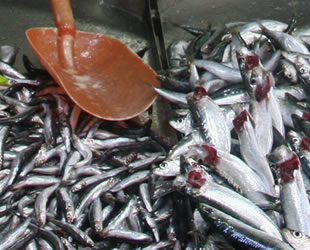 Vatandaşlar, balık fiyatlarının yüksek olmasından şikayet ediyor