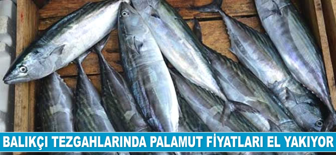 Balıkçı tezgahlarında fiyatlar el yakıyor