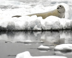 Buzulların erimesi ölümcül virüsün yayılmasını tetikliyor