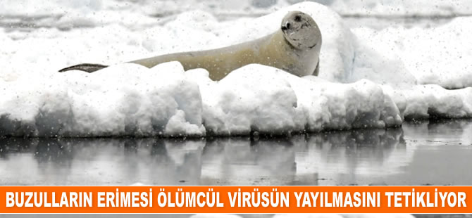 Buzulların erimesi ölümcül virüsün yayılmasını tetikliyor
