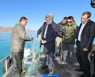 Van Gölü'nden ekmek yiyen insan sayısı 25 bine çıkabilir