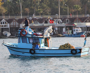 Hamsinin bol ve ucuz olması kıyı balıkçılarını olumsuz etkiliyor
