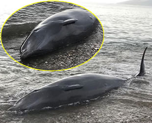 Kıyıya vuran yunusu Sahil Güvenlik ekipleri kurtardı