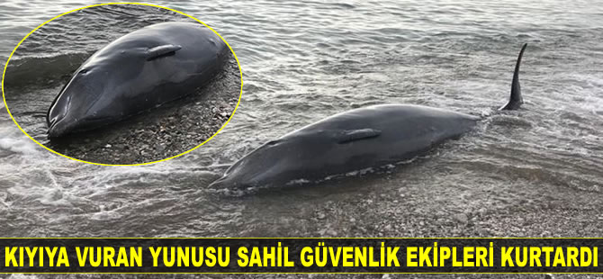 Kıyıya vuran yunusu Sahil Güvenlik ekipleri kurtardı
