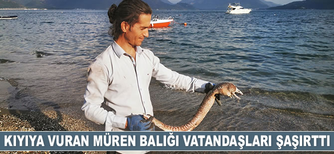 Kıyıya vuran müren balığı vatandaşları şaşırttı