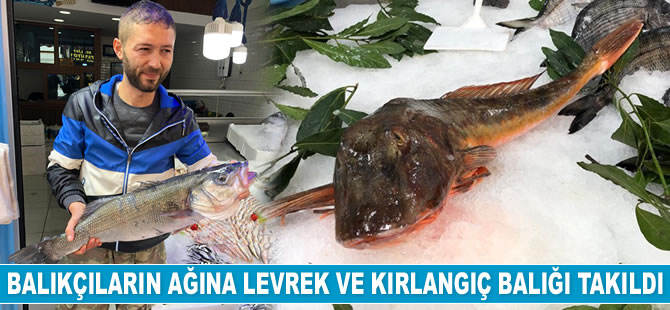 Sinop’ta balıkçılara denizden sürpriz çıktı