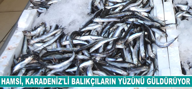 Hamsi, Karadeniz'li balıkçıların yüzünü güldürüyor