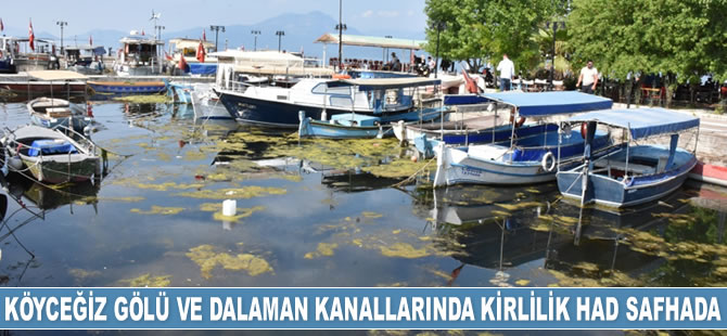 Köyceğiz Gölü ve Dalaman kanallarında kirlilik had safhaya ulaştı