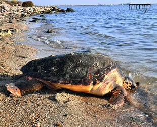 Balıkçı ağına takılan caretta tedavi edilerek doğal ortamına bırakıldı