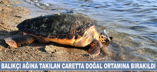 Balıkçı ağına takılan caretta tedavi edilerek doğal ortamına bırakıldı