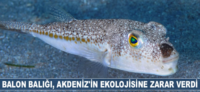 Balon balığı, Akdeniz'in ekolojisine ve ekonomisine zarar verdi