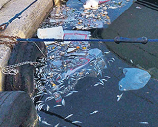 Balıkçı teknelerinin çöplerini kıyıya atması kirliliğe neden oldu