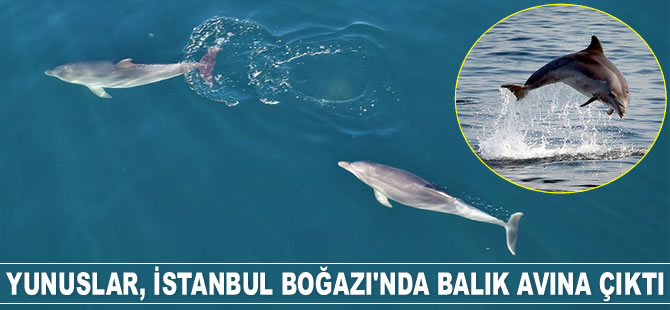 Yunuslar, İstanbul Boğazı’nda balık avına çıktı