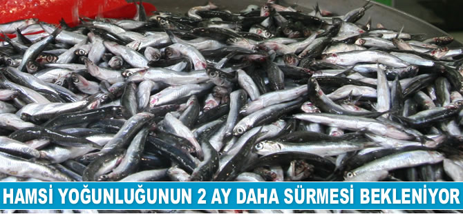 Hamsi yoğunluğu 2 ay daha sürecek