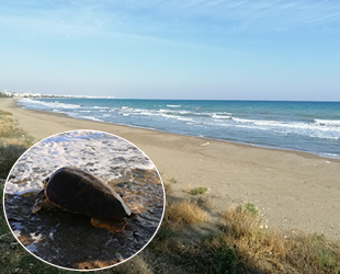 Mezitli Belediyesi, kaplumbağalar için hukuk mücadelesi başlattı
