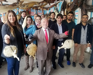 Öğretmenler, Balon balığı tehlikesine karşı bilgilendirildi