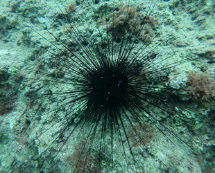 Mehmet Gökoğlu'ndan zehirli deniz kestanesi uyarısı geldi