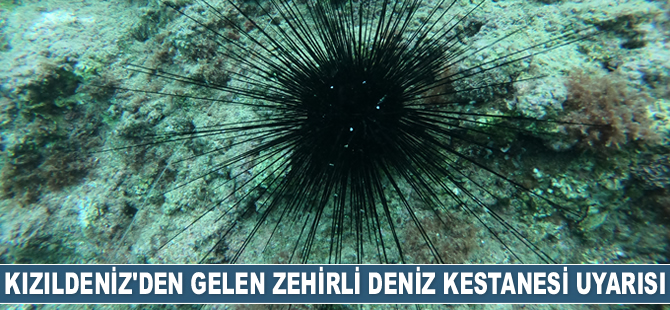 Mehmet Gökoğlu'ndan zehirli deniz kestanesi uyarısı geldi