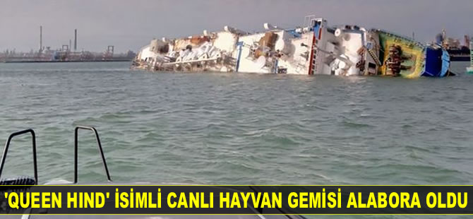 ‘Queen Hind’ isimli canlı hayvan gemisi alabora oldu