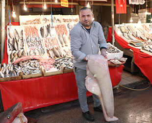 Dev köpek balığı, Mersinli balıkçıların ağına takıldı