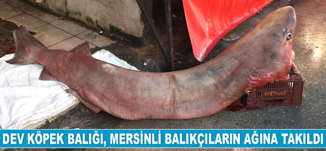 Dev köpek balığı, Mersinli balıkçıların ağına takıldı