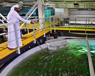 Dubai'de çölün ortasına somon çiftliği kuruldu
