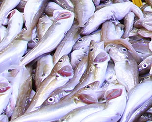 Balıkçı tezgahlarında mezgit fiyatı rekora koşuyor
