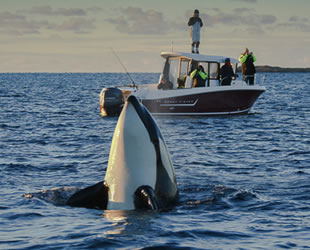 Norveç, balina avında Japonya’nın önüne geçti