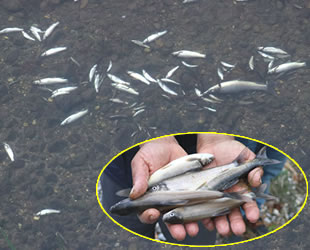 Hatay'da deredeki balıklar telef oldu