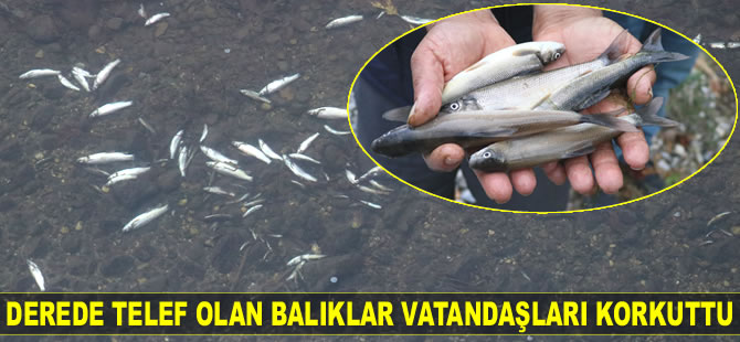 Hatay'da deredeki balıklar telef oldu