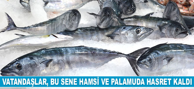 Vatandaşlar, bu sene hamsi ve palamuda hasret kaldı