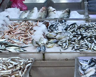 Sinop’ta balık tezgahları şenlendi